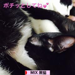 にほんブログ村 猫ブログ MIX黒猫へ