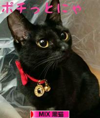 にほんブログ村 猫ブログ MIX黒猫へ