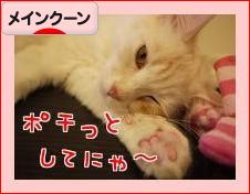 にほんブログ村 猫ブログ メインクーンへ