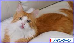 にほんブログ村 猫ブログ メインクーンへ