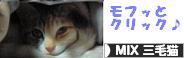 にほんブログ村 猫ブログ MIX三毛猫へ
