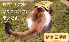 にほんブログ村 猫ブログ MIX三毛猫へ