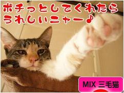 にほんブログ村 猫ブログ MIX三毛猫へ