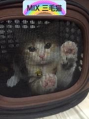 にほんブログ村 猫ブログ MIX三毛猫へ