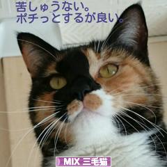 にほんブログ村 猫ブログ MIX三毛猫へ