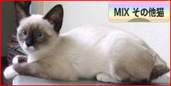 にほんブログ村 猫ブログ MIXその他猫へ