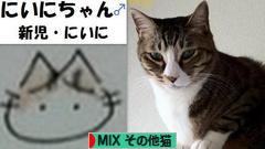 にほんブログ村 猫ブログ MIXその他猫へ