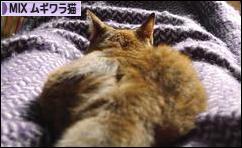 にほんブログ村 猫ブログ MIXムギワラ猫へ