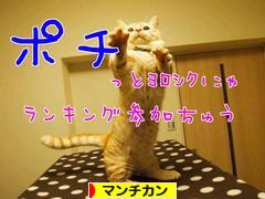 にほんブログ村 猫ブログ マンチカンへ
