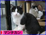 にほんブログ村 猫ブログ マンチカンへ