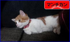にほんブログ村 猫ブログ マンチカンへ