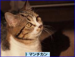 にほんブログ村 猫ブログ マンチカンへ