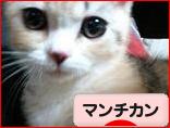 にほんブログ村 猫ブログ マンチカンへ