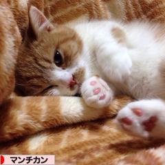 にほんブログ村 猫ブログ マンチカンへ
