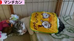 にほんブログ村 猫ブログ マンチカンへ