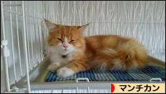 にほんブログ村 猫ブログ マンチカンへ