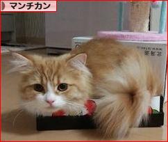 にほんブログ村 猫ブログ マンチカンへ