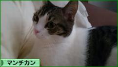にほんブログ村 猫ブログ マンチカンへ