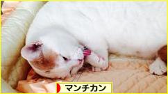 にほんブログ村 猫ブログ マンチカンへ