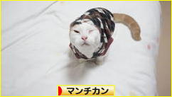 にほんブログ村 猫ブログ マンチカンへ