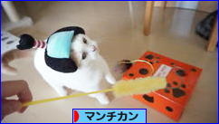 にほんブログ村 猫ブログ マンチカンへ