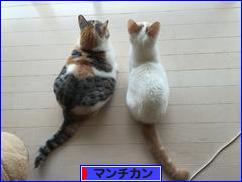 にほんブログ村 猫ブログ マンチカンへ