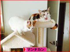 にほんブログ村 猫ブログ マンチカンへ