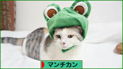 にほんブログ村 猫ブログ マンチカンへ