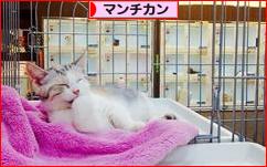 にほんブログ村 猫ブログ マンチカンへ