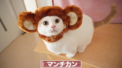 にほんブログ村 猫ブログ マンチカンへ