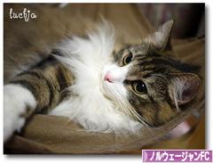 にほんブログ村 猫ブログ ノルウェージャンフォレストキャットへ