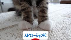 にほんブログ村 猫ブログ ノルウェージャンフォレストキャットへ