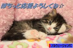 にほんブログ村 猫ブログ ノルウェージャンフォレストキャットへ