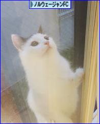 にほんブログ村 猫ブログ ノルウェージャンフォレストキャットへ