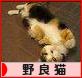 にほんブログ村 猫ブログ 野良猫へ