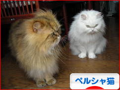 にほんブログ村 猫ブログ ペルシャ猫へ