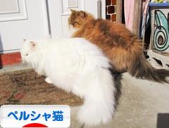 にほんブログ村 猫ブログ ペルシャ猫へ