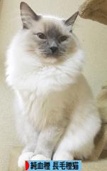 にほんブログ村 猫ブログ 純血種長毛種猫へ