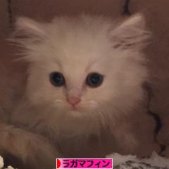 にほんブログ村 猫ブログ ラガマフィンへ
