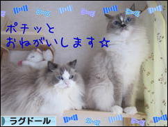 にほんブログ村 猫ブログ ラグドールへ