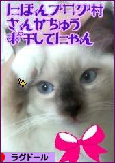 にほんブログ村 猫ブログ ラグドールへ