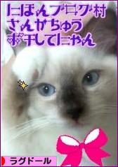 にほんブログ村 猫ブログ ラグドールへ