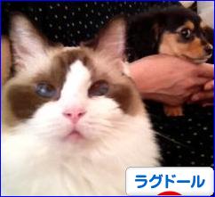 にほんブログ村 猫ブログ ラグドールへ