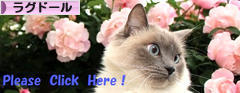 にほんブログ村 猫ブログ ラグドールへ