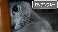 にほんブログ村 猫ブログ ロシアンブルーへ