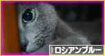 にほんブログ村 猫ブログ ロシアンブルーへ