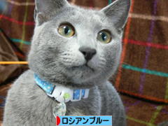 にほんブログ村 猫ブログ ロシアンブルーへ