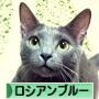 にほんブログ村 猫ブログ ロシアンブルーへ