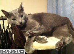 にほんブログ村 猫ブログ ロシアンブルーへ