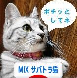 にほんブログ村 猫ブログ MIXサバトラ猫へ